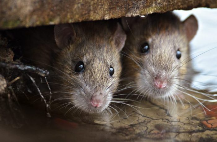 Kejadian aneh di dunia - serangan tikus