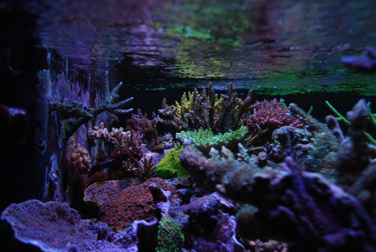 aquarium laut tanpa skimmer