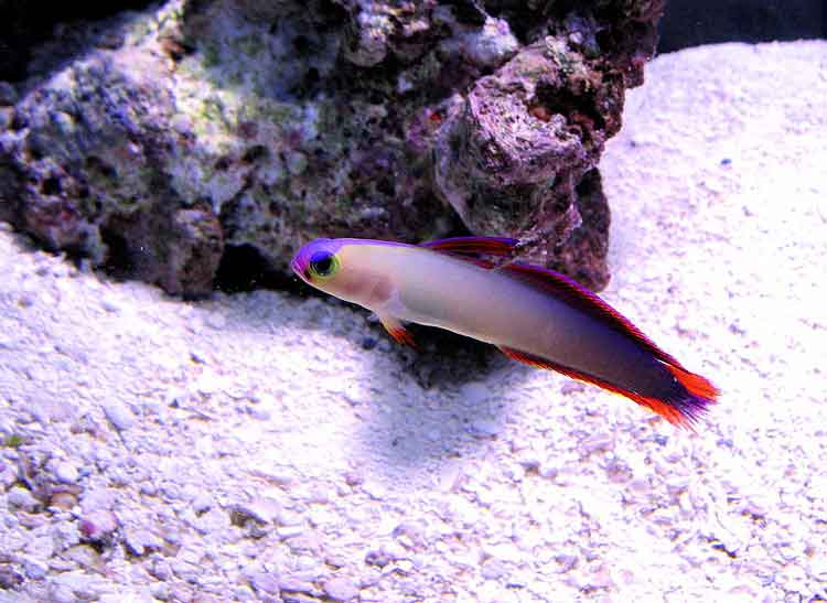 jenis ikan hias air laut - purple firefish
