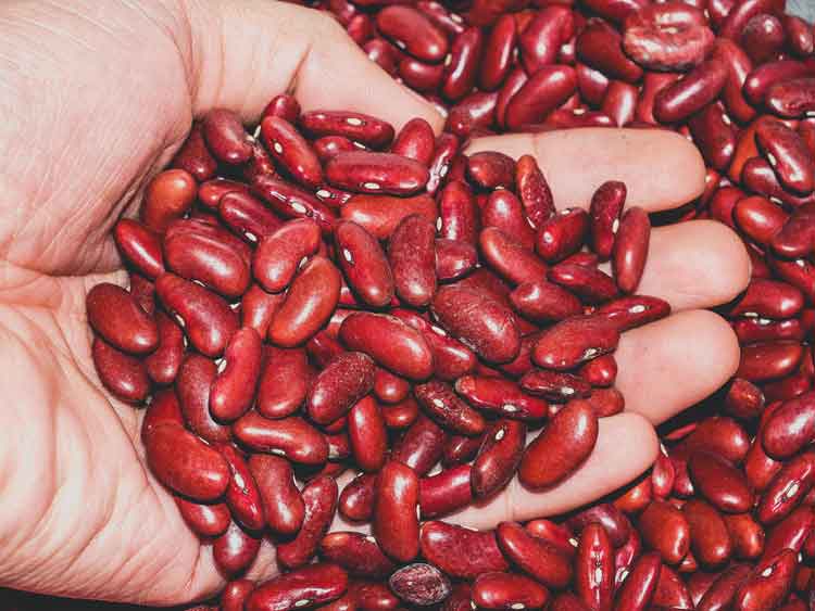 manfaat kacang merah untuk kesehatan