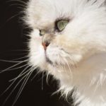 Cara Menghilangkan Kutu Kucing dan Apa yang Harus Dihindari