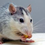 10 Cara Mengusir Tikus di Rumah yang Terbukti Ampuh